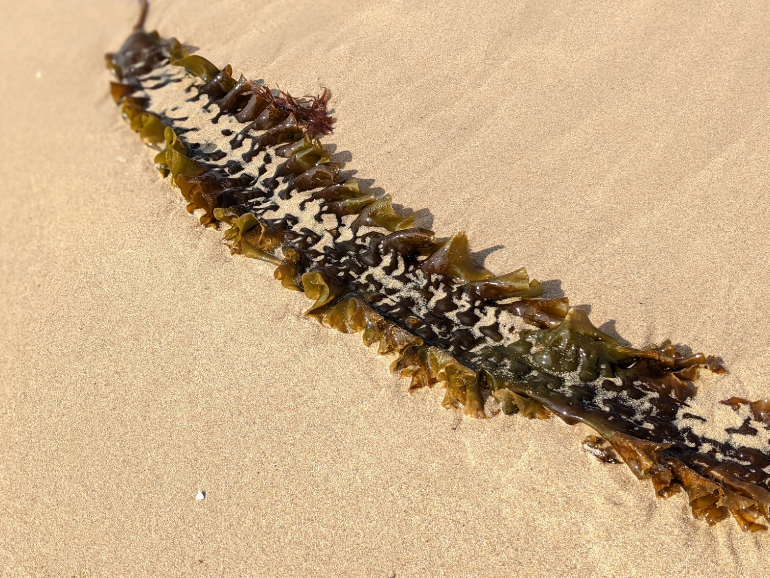 Saccharina latissima