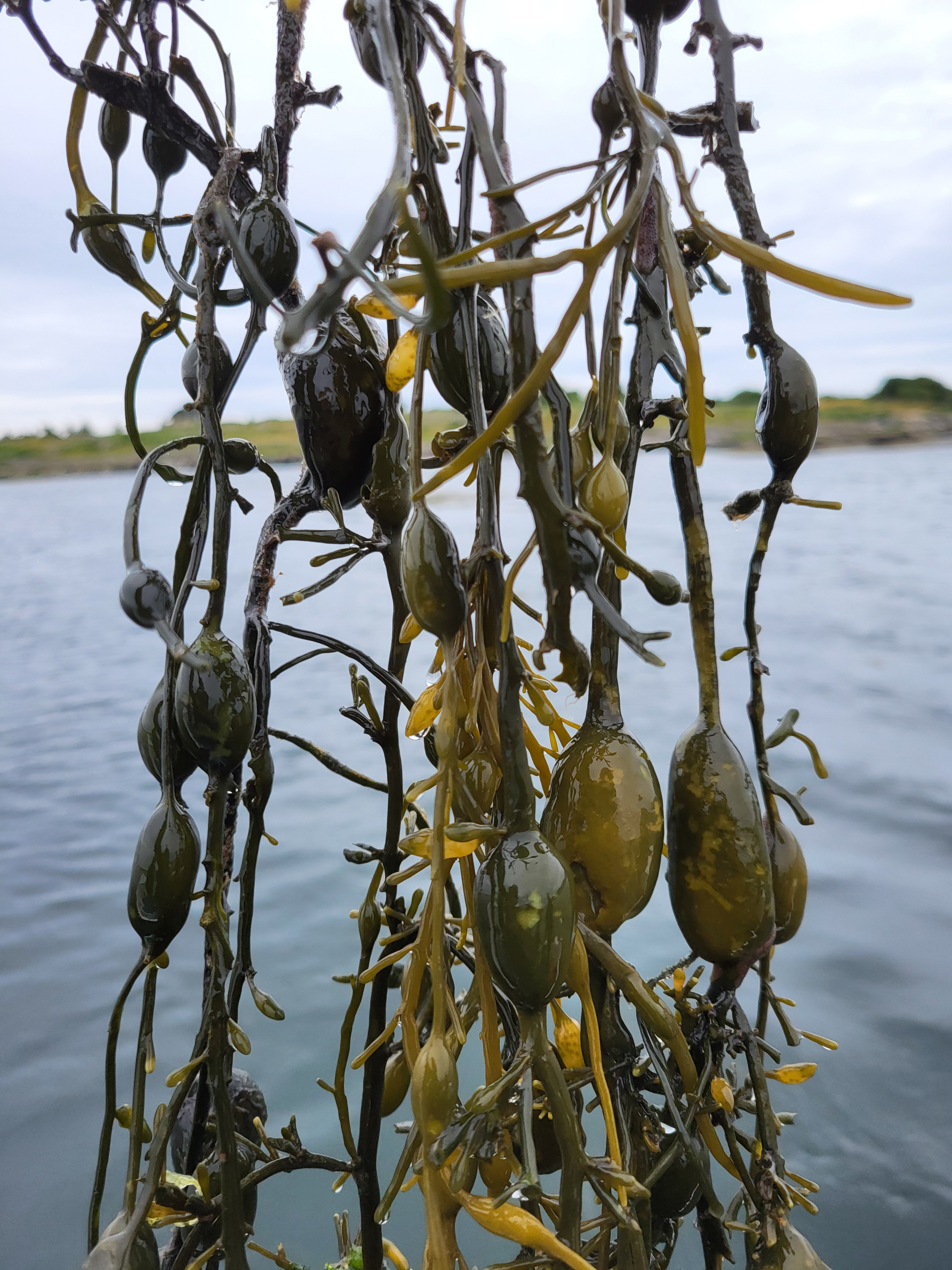 Ascophyllum nodosum harvest